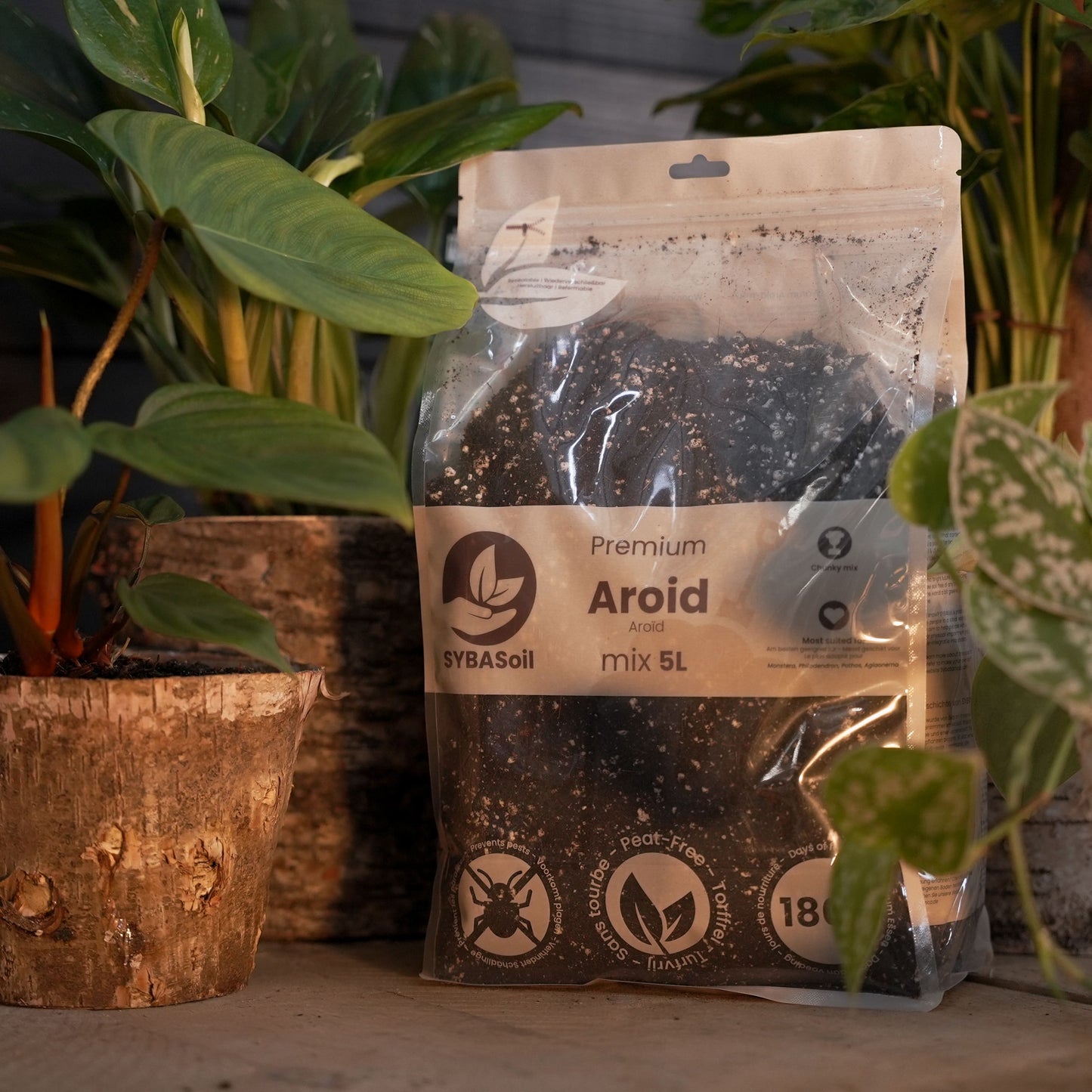 Pack de bienvenue monstera et philodendron