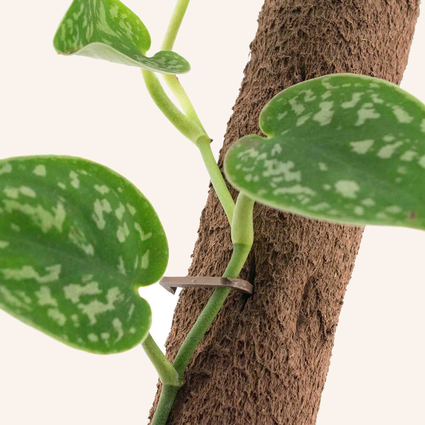 Tuteur plante biosourcée pack (5x)