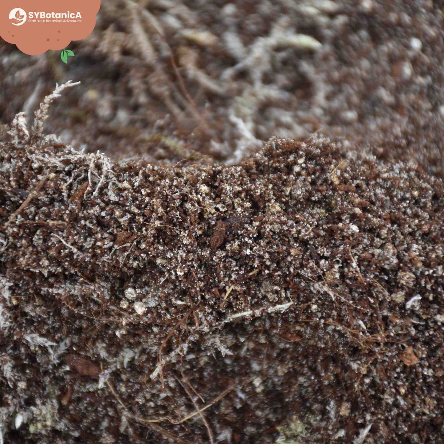 Terreau plante carnivore