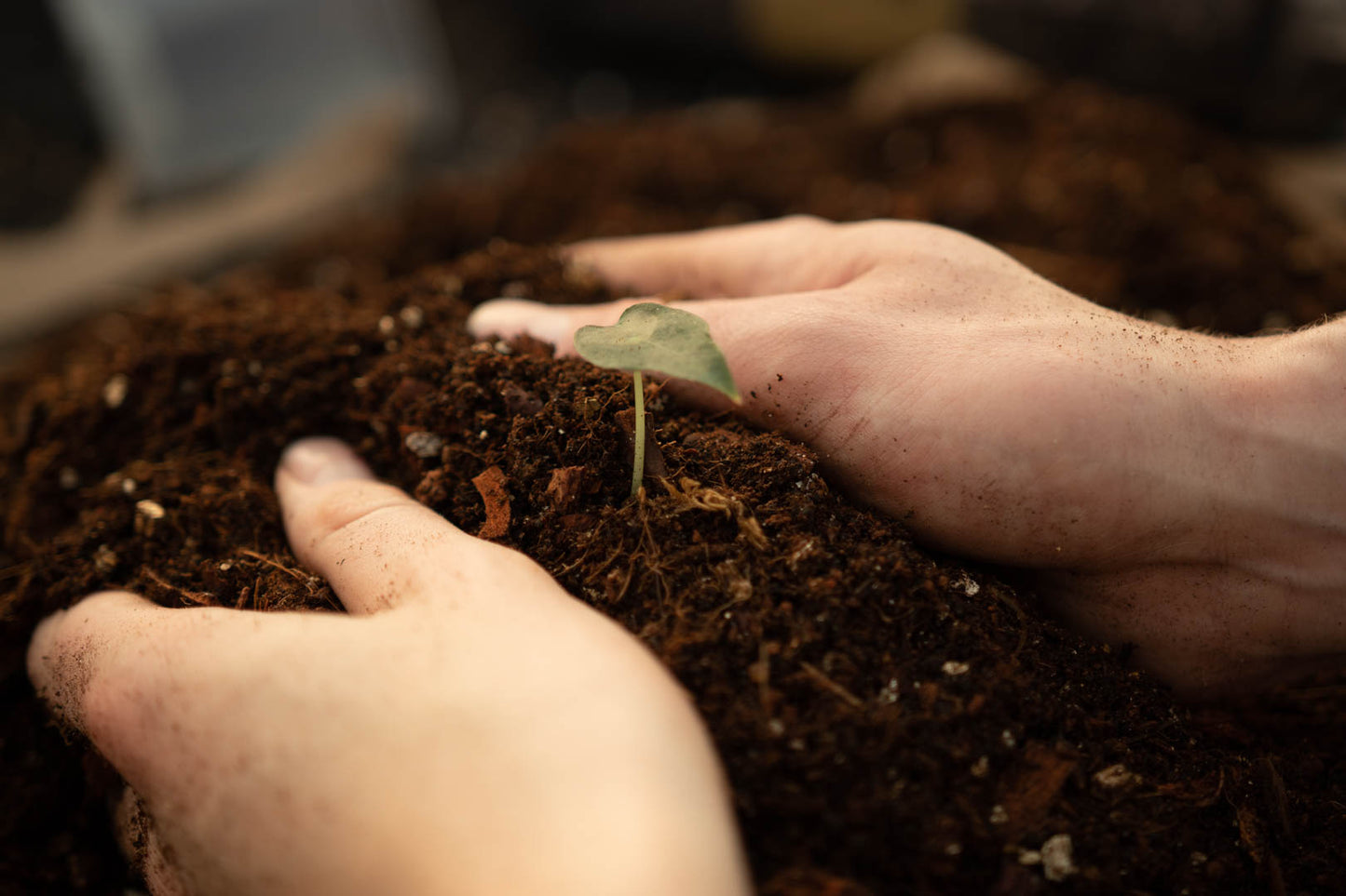 Pack spécial jungle tropicale DIY