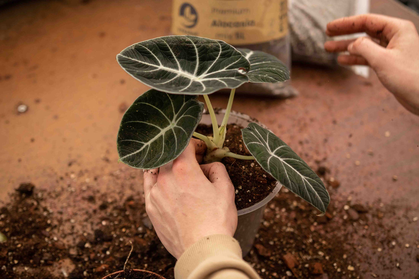 Pack spécial jungle tropicale DIY