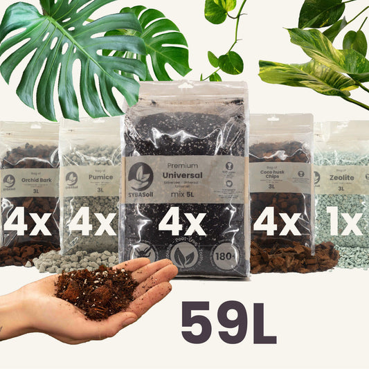 Pack XXL spécial aroïdes DIY