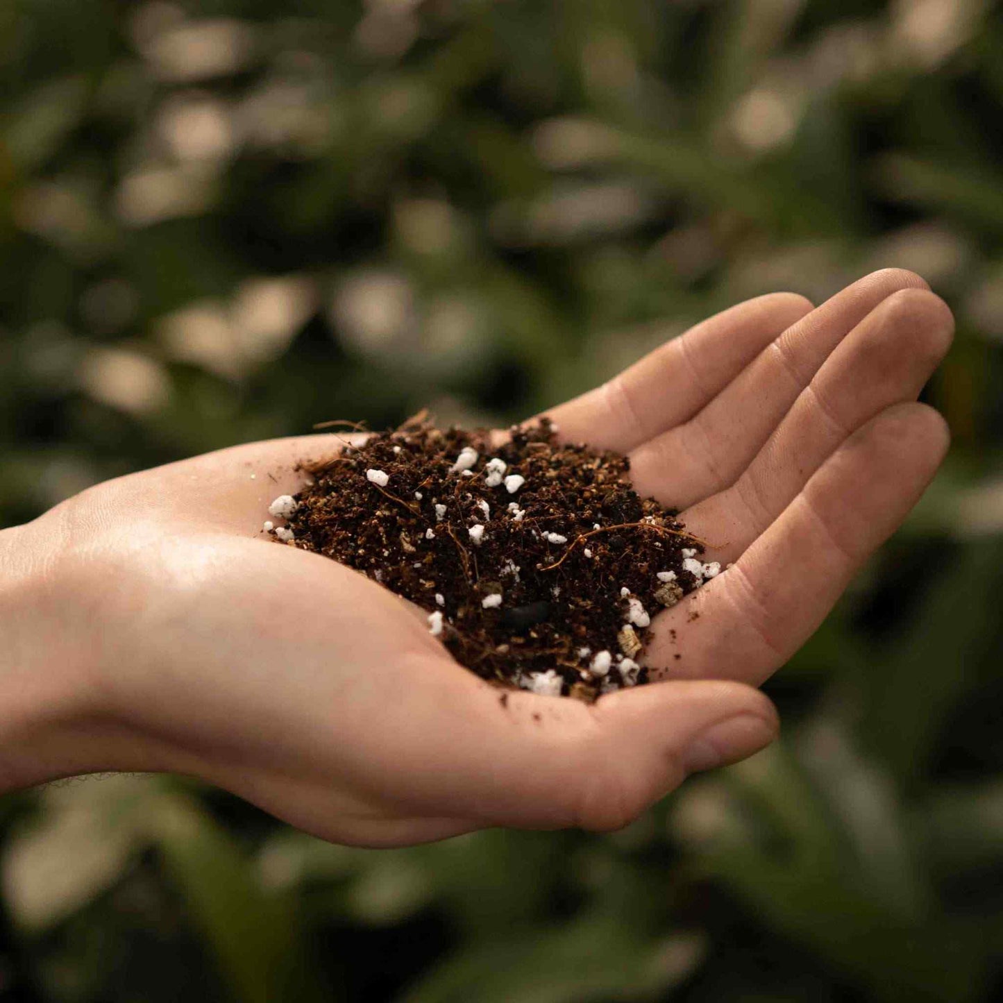 Terreau calathea et maranta