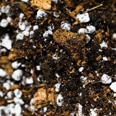 Comment mélanger un terreau aroïde qui plaira à vos plantes