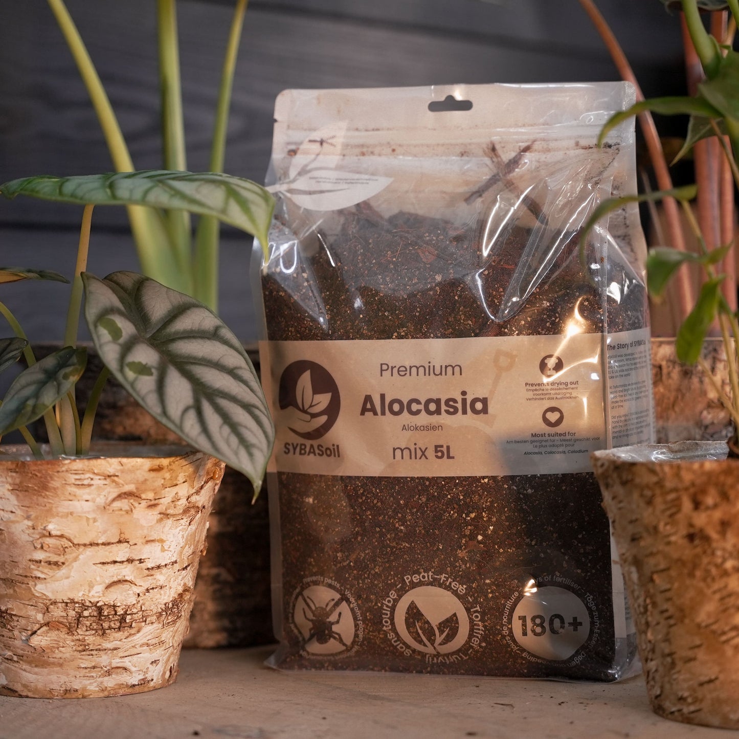 Pack de démarrage spécial jungle tropicale
