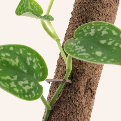 Tuteur Plante biosourcée