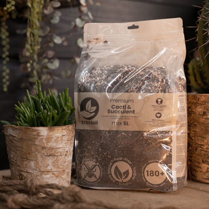 Cactées & succulentes mix