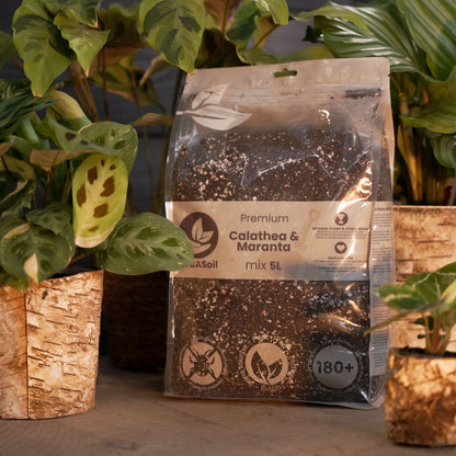 Pack de démarrage spécial jungle tropicale