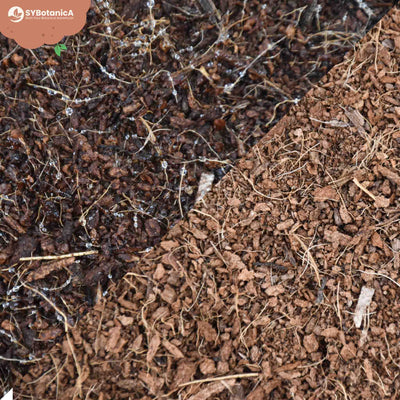 Fibre de coco