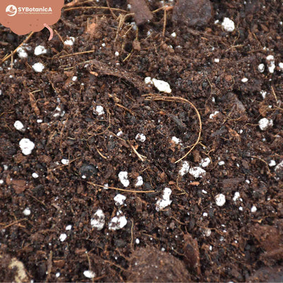 Hoya mix 