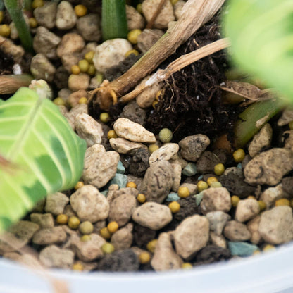 Engrais à libération lente pour plantes tropicales