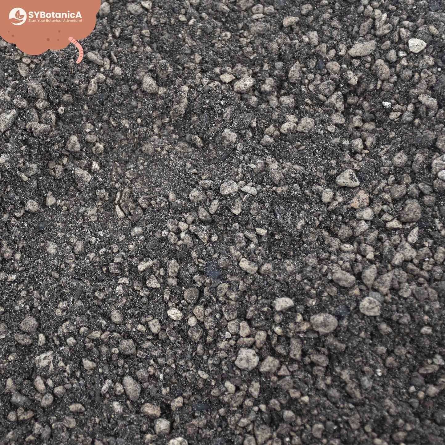 Lithops & Split Rock mix