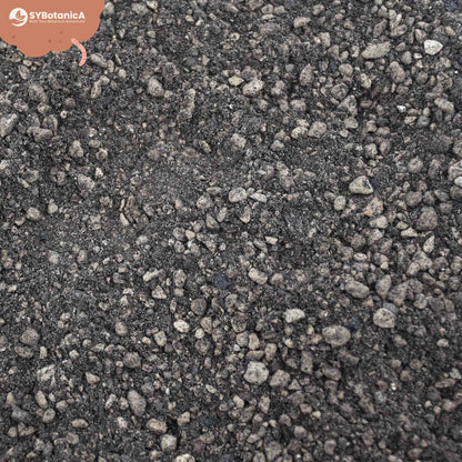 Lithops & Split Rock mix