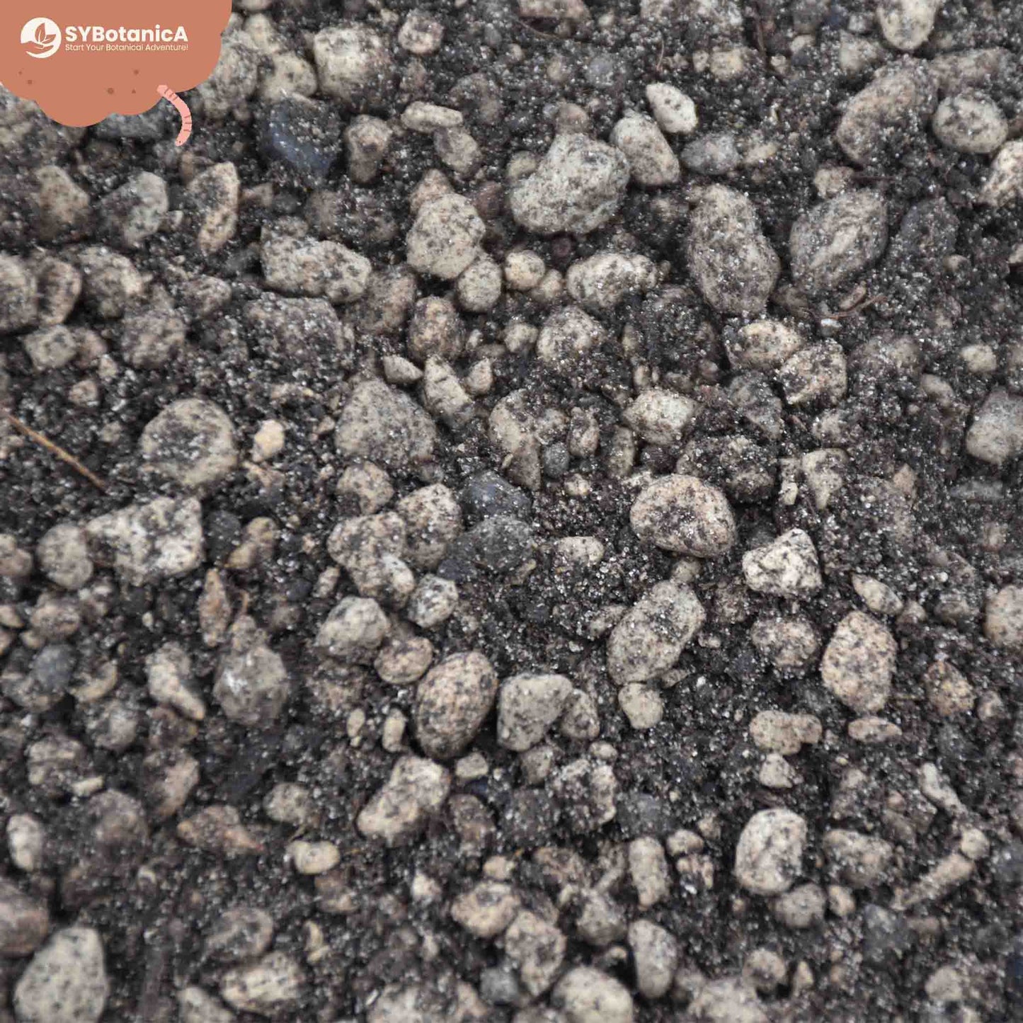 Lithops & Split Rock mix