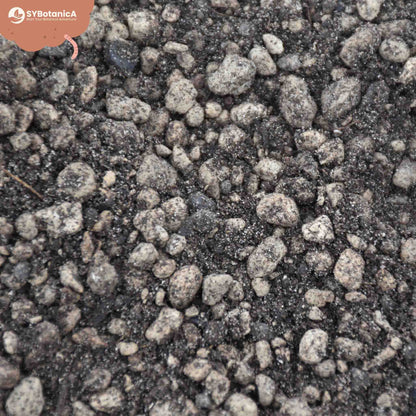 Lithops & Split Rock mix