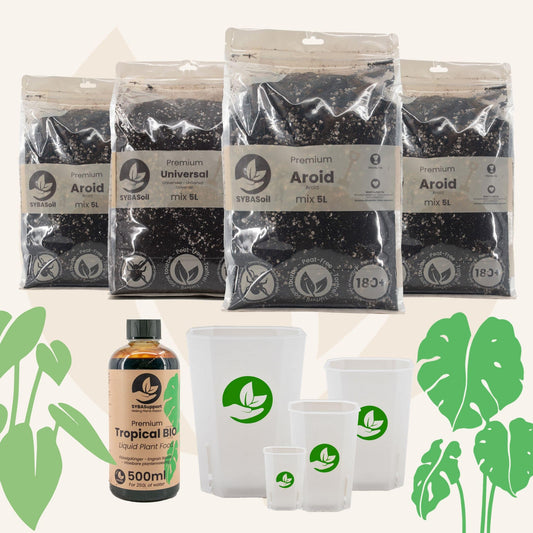 Pack spécial monstera et philodendron