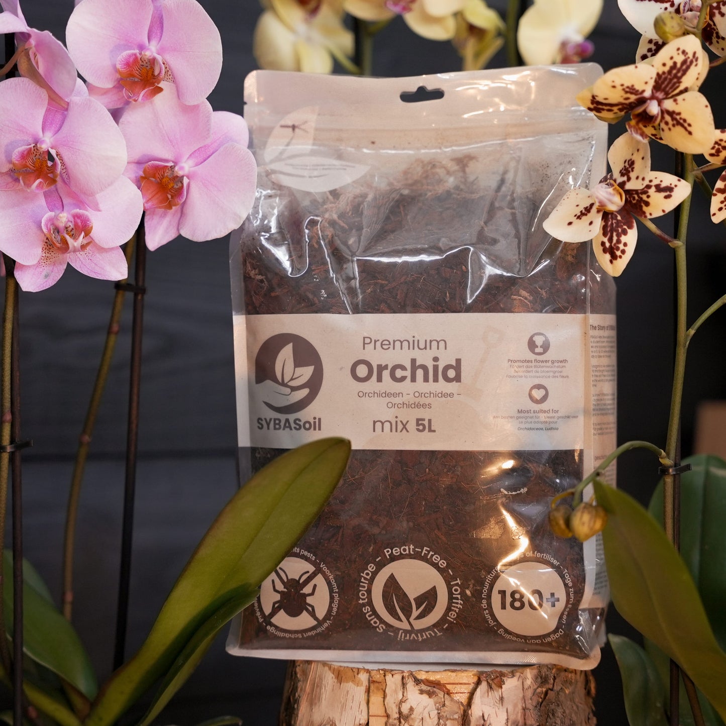 Orchidées mix