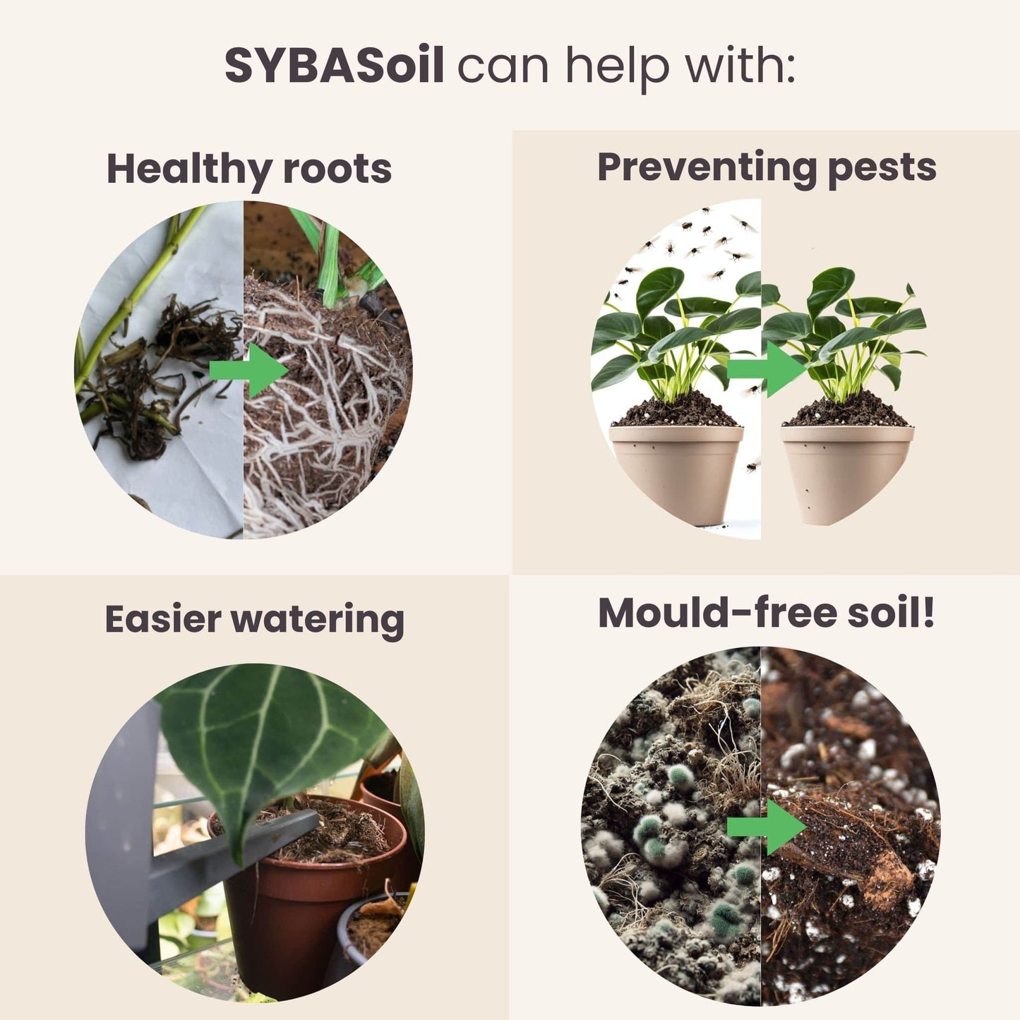 Pack spécial monstera et philodendron