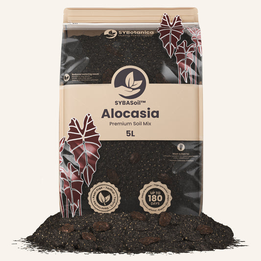 Terreau alocasia