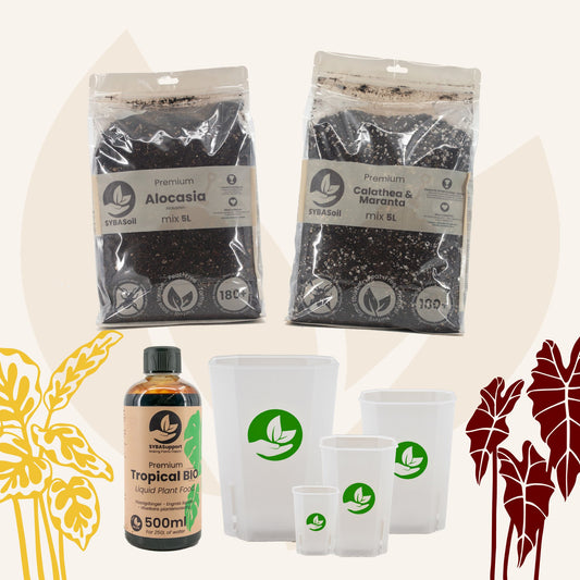 Pack de bienvenue jungle tropicale