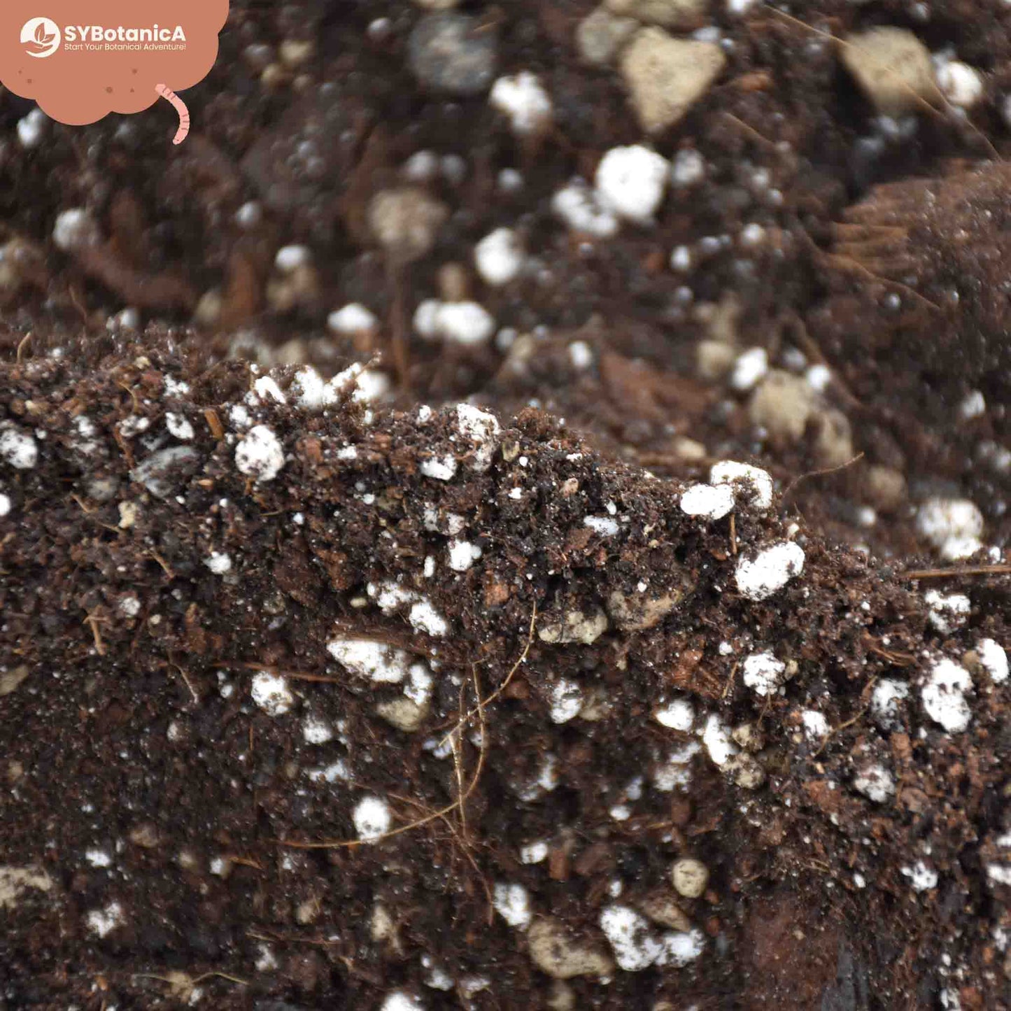 Syngonium mix