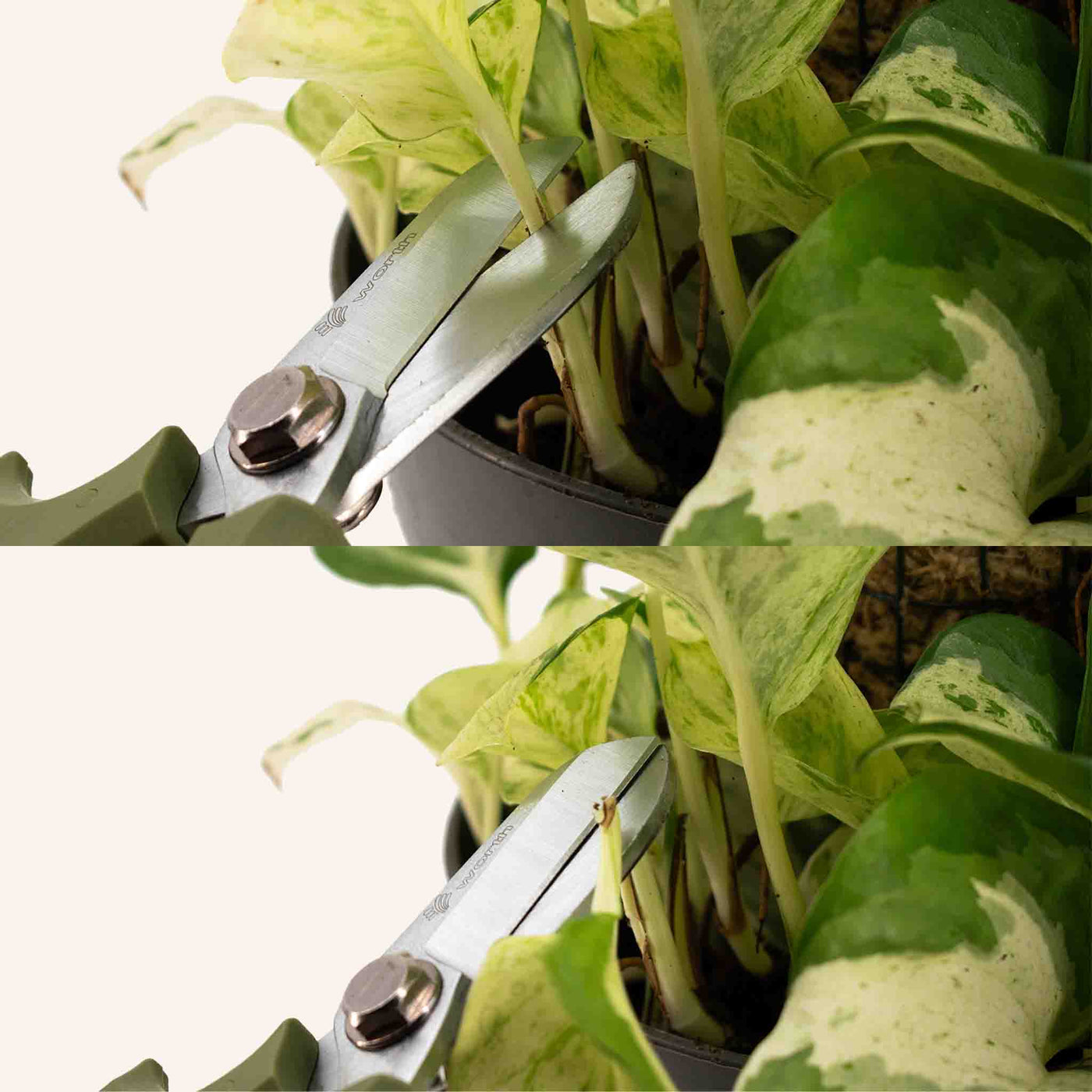 Ciseaux pour plantes d'intérieur
