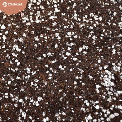Universel Mix