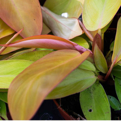Araceae mix