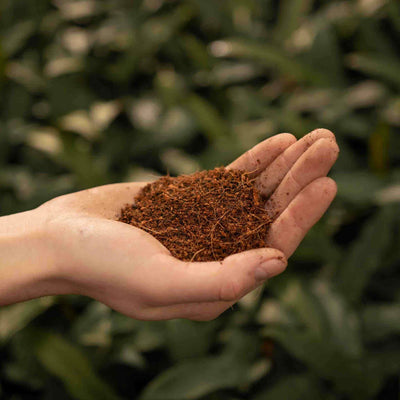 Fibre de coco
