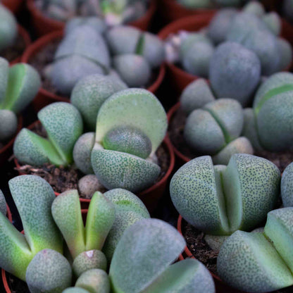 Lithops & Split Rock mix